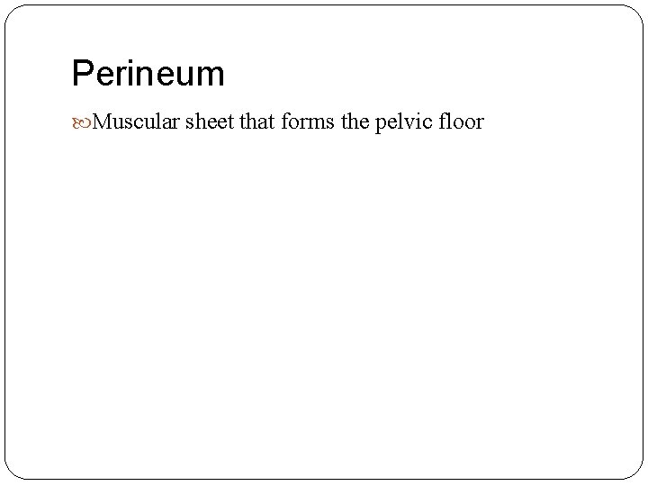 Perineum Muscular sheet that forms the pelvic floor 