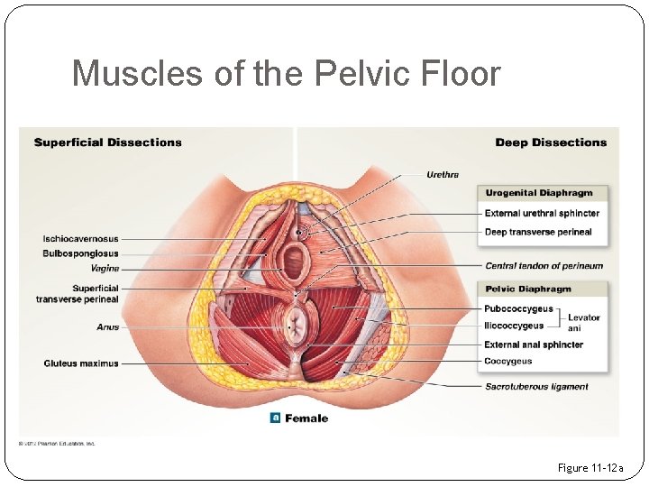 Muscles of the Pelvic Floor Figure 11– 12 a 