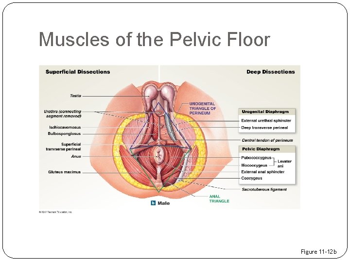 Muscles of the Pelvic Floor Figure 11– 12 b 