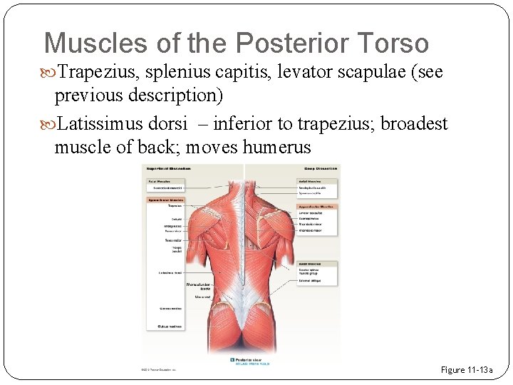 Muscles of the Posterior Torso Trapezius, splenius capitis, levator scapulae (see previous description) Latissimus