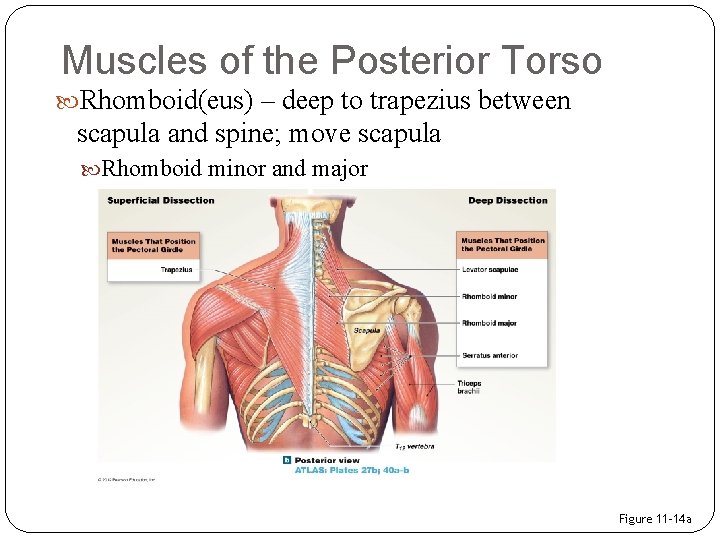 Muscles of the Posterior Torso Rhomboid(eus) – deep to trapezius between scapula and spine;