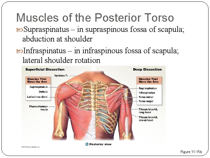 Muscles of the Posterior Torso Supraspinatus – in supraspinous fossa of scapula; abduction at