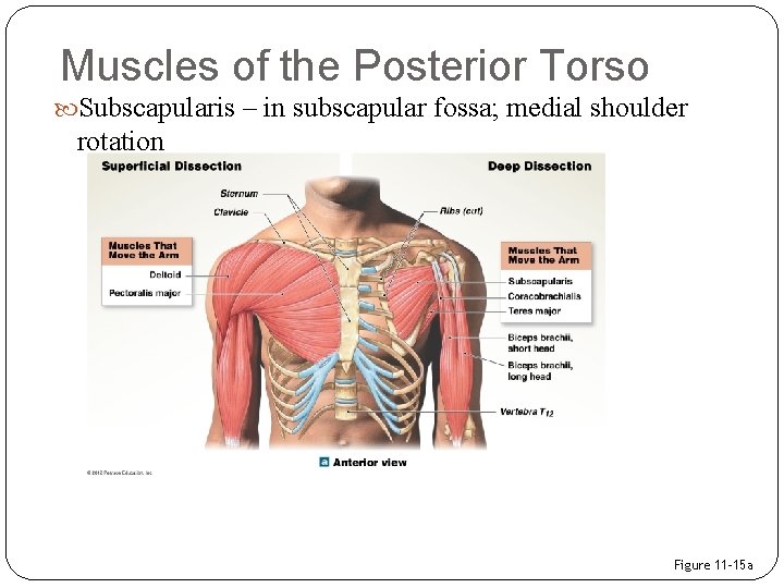 Muscles of the Posterior Torso Subscapularis – in subscapular fossa; medial shoulder rotation Figure