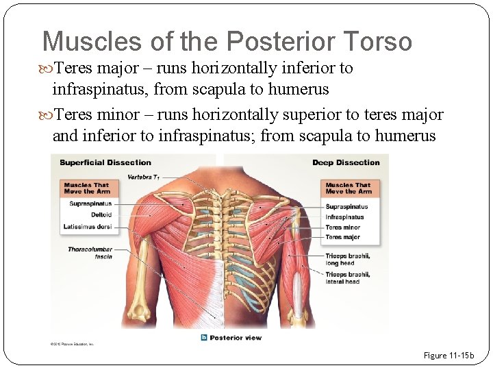 Muscles of the Posterior Torso Teres major – runs horizontally inferior to infraspinatus, from
