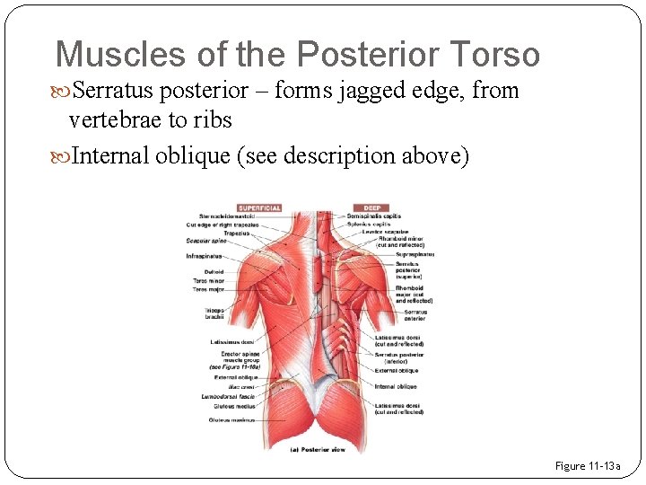 Muscles of the Posterior Torso Serratus posterior – forms jagged edge, from vertebrae to
