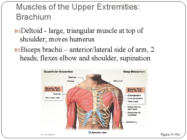 Muscles of the Upper Extremities: Brachium Deltoid - large, triangular muscle at top of