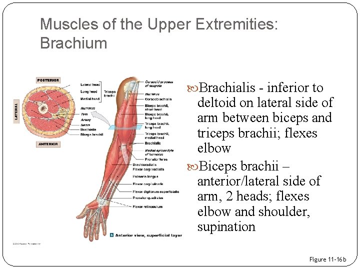 Muscles of the Upper Extremities: Brachium Brachialis - inferior to deltoid on lateral side