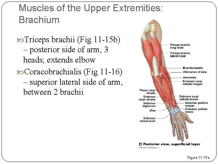 Muscles of the Upper Extremities: Brachium Triceps brachii (Fig 11 -15 b) – posterior