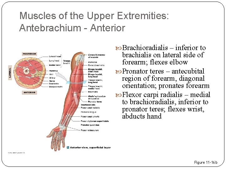 Muscles of the Upper Extremities: Antebrachium - Anterior Brachioradialis – inferior to brachialis on