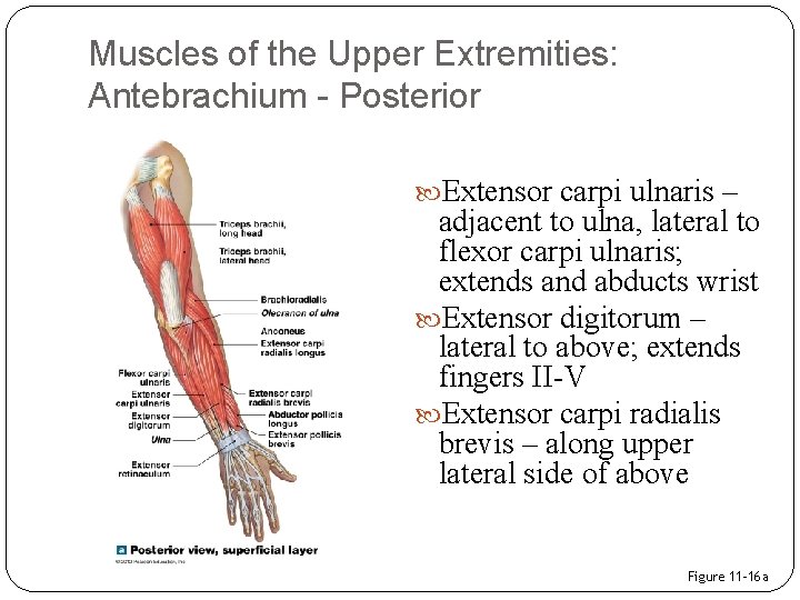 Muscles of the Upper Extremities: Antebrachium - Posterior Extensor carpi ulnaris – adjacent to