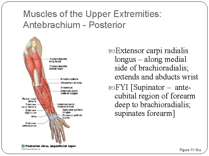 Muscles of the Upper Extremities: Antebrachium - Posterior Extensor carpi radialis longus – along