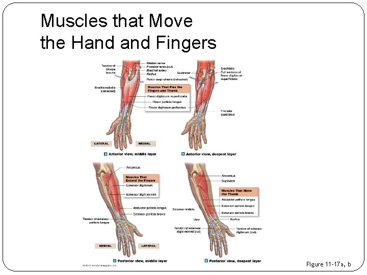 Muscles that Move the Hand Fingers Figure 11– 17 a, b 