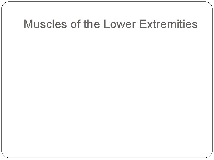 Muscles of the Lower Extremities 