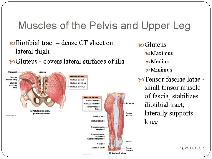 Muscles of the Pelvis and Upper Leg Iliotibial tract – dense CT sheet on