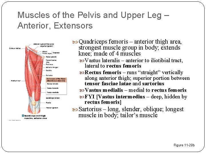 Muscles of the Pelvis and Upper Leg – Anterior, Extensors Quadriceps femoris – anterior
