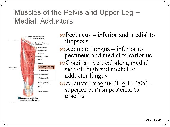 Muscles of the Pelvis and Upper Leg – Medial, Adductors Pectineus – inferior and