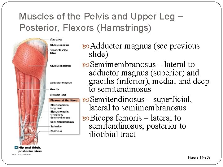 Muscles of the Pelvis and Upper Leg – Posterior, Flexors (Hamstrings) Adductor magnus (see