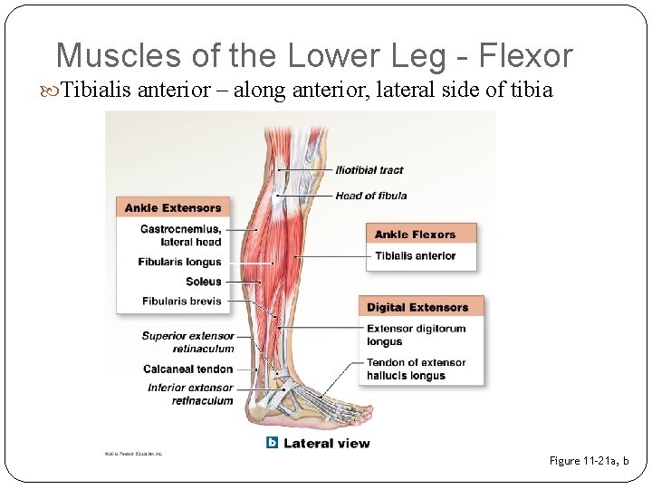 Muscles of the Lower Leg - Flexor Tibialis anterior – along anterior, lateral side