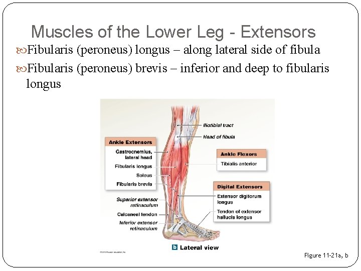 Muscles of the Lower Leg - Extensors Fibularis (peroneus) longus – along lateral side