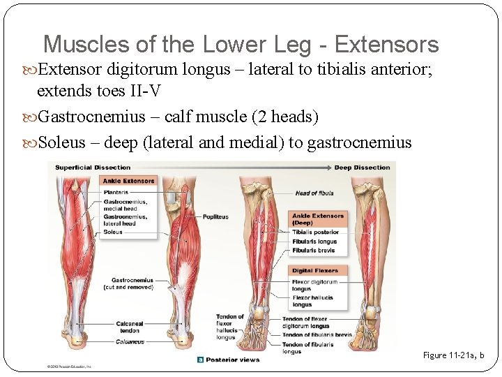 Muscles of the Lower Leg - Extensors Extensor digitorum longus – lateral to tibialis