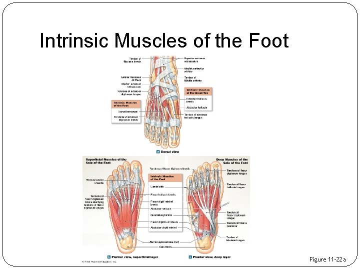 Intrinsic Muscles of the Foot Figure 11– 22 a 