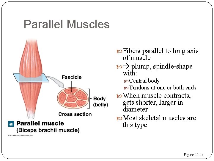 Parallel Muscles Fibers parallel to long axis of muscle plump, spindle-shape with: Central body
