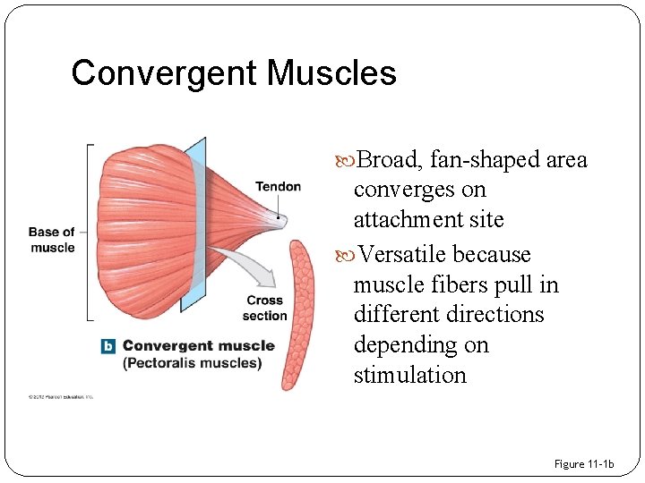 Convergent Muscles Broad, fan-shaped area converges on attachment site Versatile because muscle fibers pull
