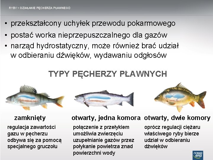 RYBY − DZIAŁANIE PĘCHERZA PŁAWNEGO • przekształcony uchyłek przewodu pokarmowego • postać worka nieprzepuszczalnego