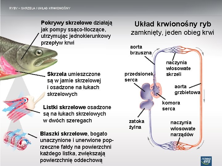 RYBY − SKRZELA I UKŁAD KRWIONOŚNY Pokrywy skrzelowe działają jak pompy ssąco-tłoczące, utrzymując jednokierunkowy