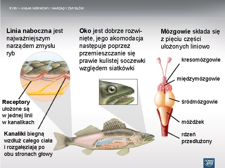 RYBY − UKŁAD NERWOWY I NARZĄDY ZMYSŁÓW Linia naboczna jest najważniejszym narządem zmysłu ryb