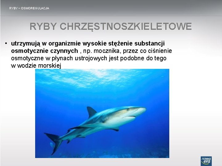 RYBY − OSMOREGULACJA RYBY CHRZĘSTNOSZKIELETOWE • utrzymują w organizmie wysokie stężenie substancji osmotycznie czynnych