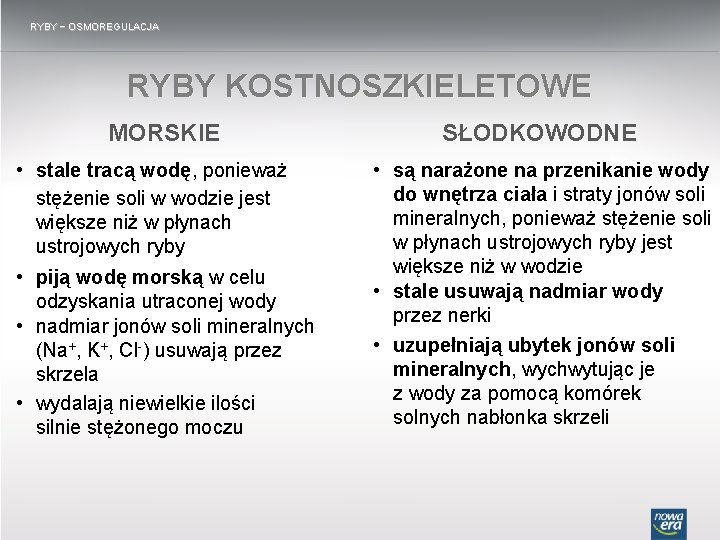 RYBY − OSMOREGULACJA RYBY KOSTNOSZKIELETOWE MORSKIE SŁODKOWODNE • stale tracą wodę, ponieważ stężenie soli