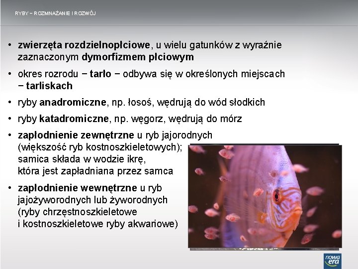 RYBY − ROZMNAŻANIE I ROZWÓJ • zwierzęta rozdzielnopłciowe, u wielu gatunków z wyraźnie zaznaczonym