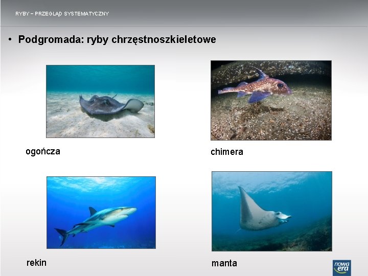 RYBY − PRZEGLĄD SYSTEMATYCZNY • Podgromada: ryby chrzęstnoszkieletowe ogończa chimera rekin manta 