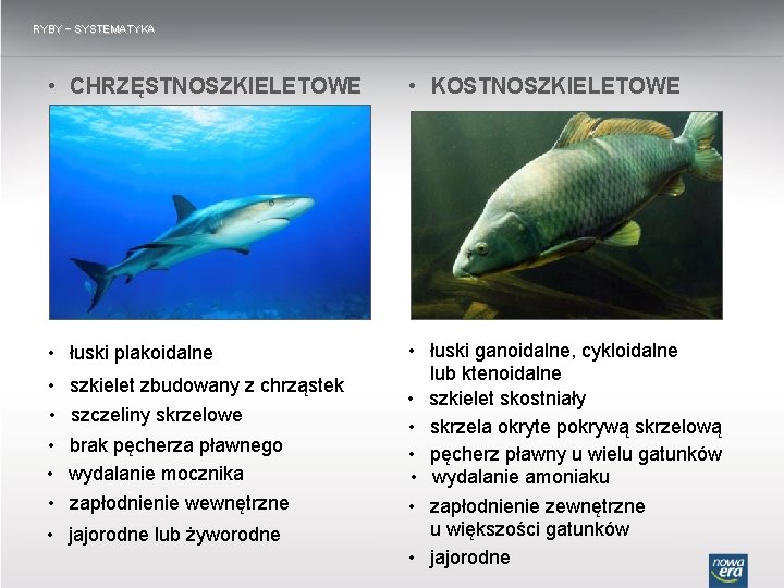 RYBY − SYSTEMATYKA • CHRZĘSTNOSZKIELETOWE • KOSTNOSZKIELETOWE • łuski plakoidalne • łuski ganoidalne, cykloidalne