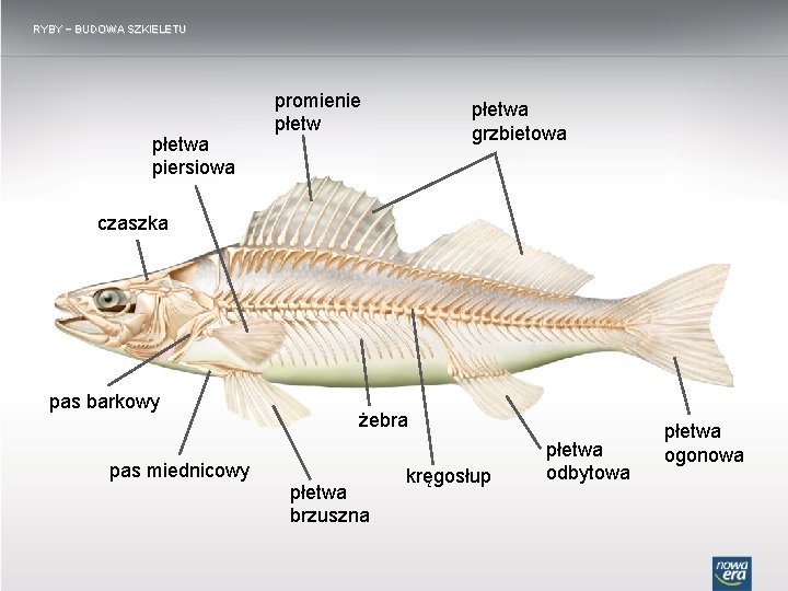 RYBY − BUDOWA SZKIELETU płetwa piersiowa promienie płetwa grzbietowa czaszka pas barkowy pas miednicowy