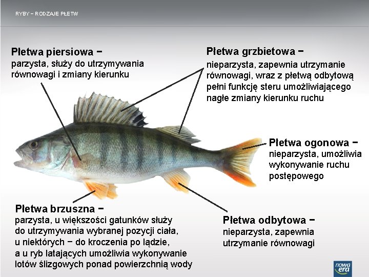 RYBY − RODZAJE PŁETW Płetwa piersiowa − Płetwa grzbietowa − parzysta, służy do utrzymywania