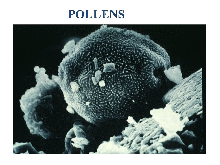 POLLENS 