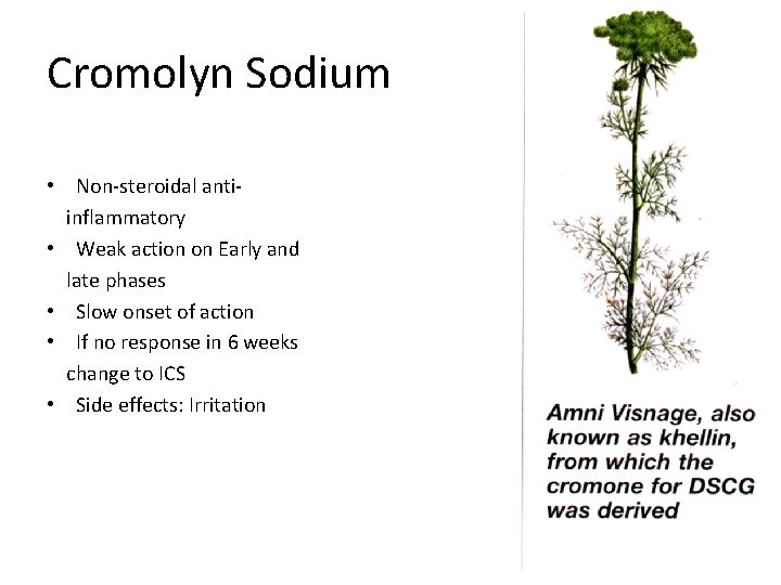 Cromolyn Sodium • Non-steroidal antiinflammatory • Weak action on Early and late phases •