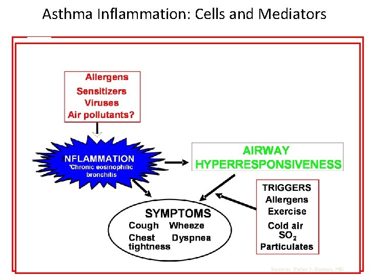 Asthma Inflammation: Cells and Mediators Source: Peter J. Barnes, MD 