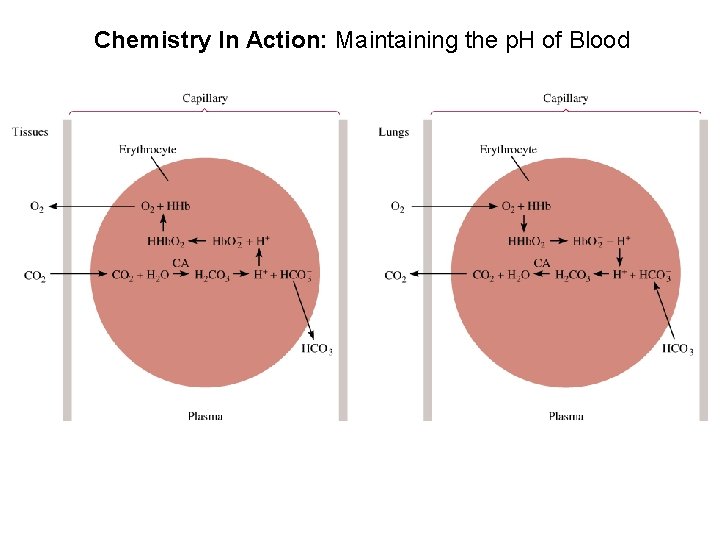 Chemistry In Action: Maintaining the p. H of Blood 