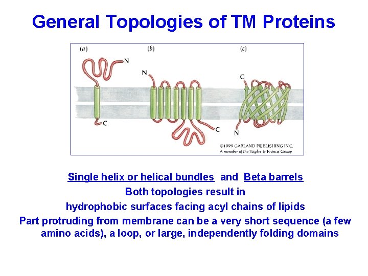 General Topologies of TM Proteins Single helix or helical bundles and Beta barrels Both