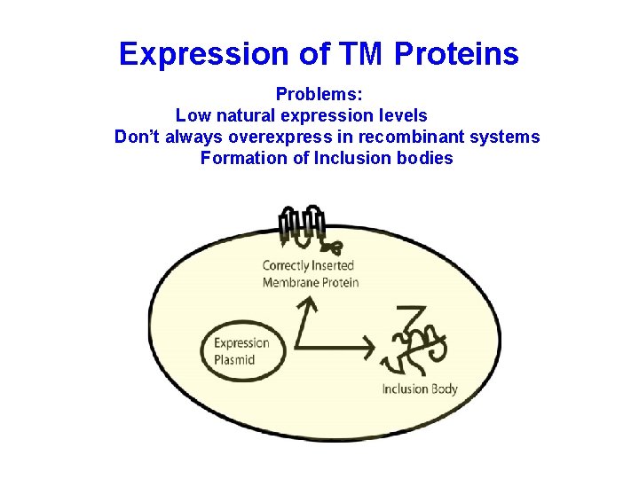 Expression of TM Proteins Problems: Low natural expression levels Don’t always overexpress in recombinant