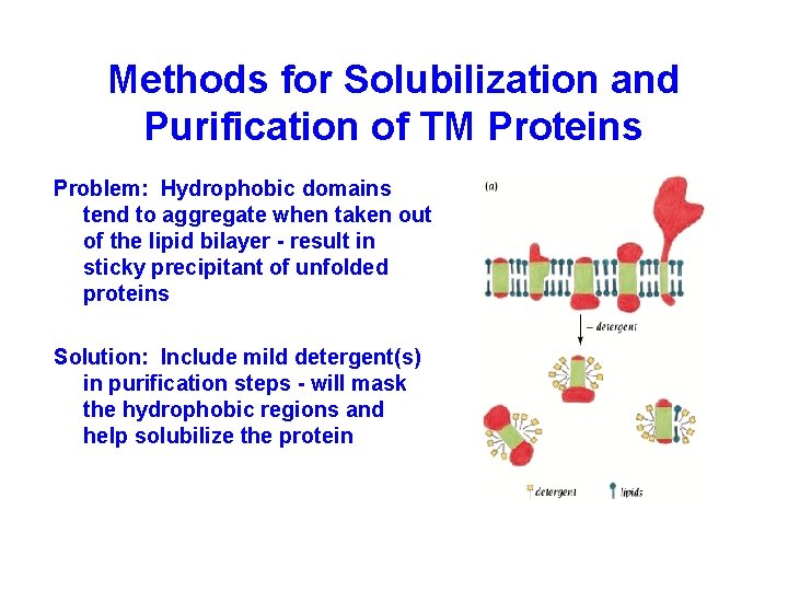 Methods for Solubilization and Purification of TM Proteins Problem: Hydrophobic domains tend to aggregate