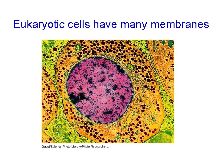 Eukaryotic cells have many membranes 