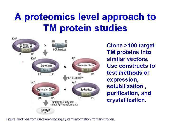 A proteomics level approach to TM protein studies Clone >100 target TM proteins into