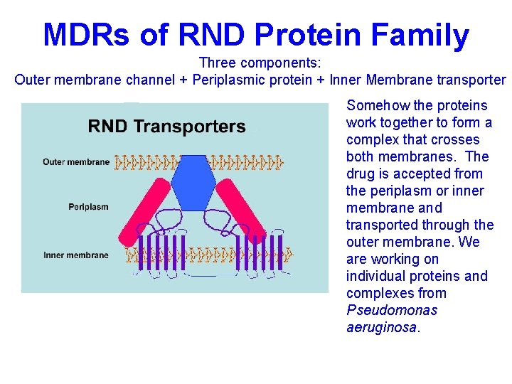 MDRs of RND Protein Family Three components: Outer membrane channel + Periplasmic protein +