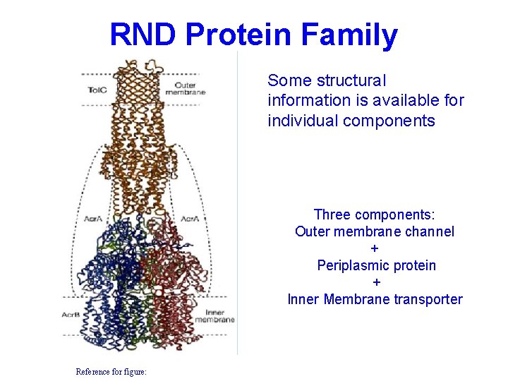 RND Protein Family Some structural information is available for individual components Three components: Outer