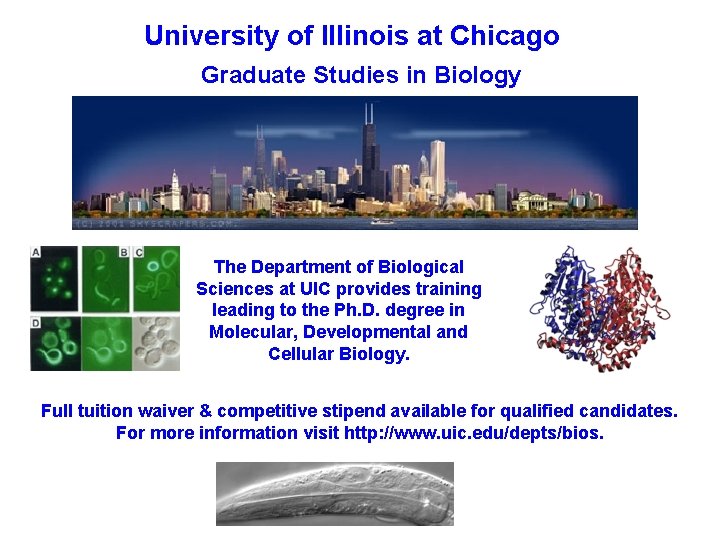 University of Illinois at Chicago Graduate Studies in Biology The Department of Biological Sciences