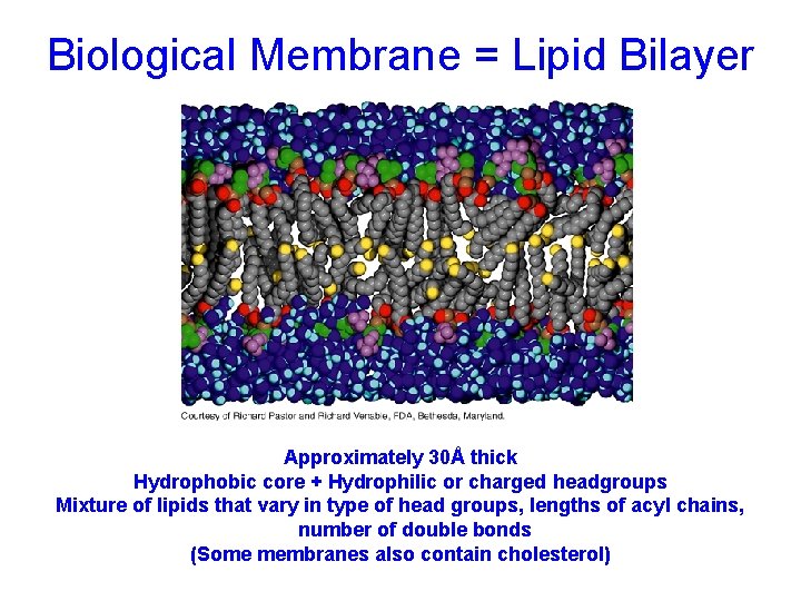 Biological Membrane = Lipid Bilayer Approximately 30Å thick Hydrophobic core + Hydrophilic or charged